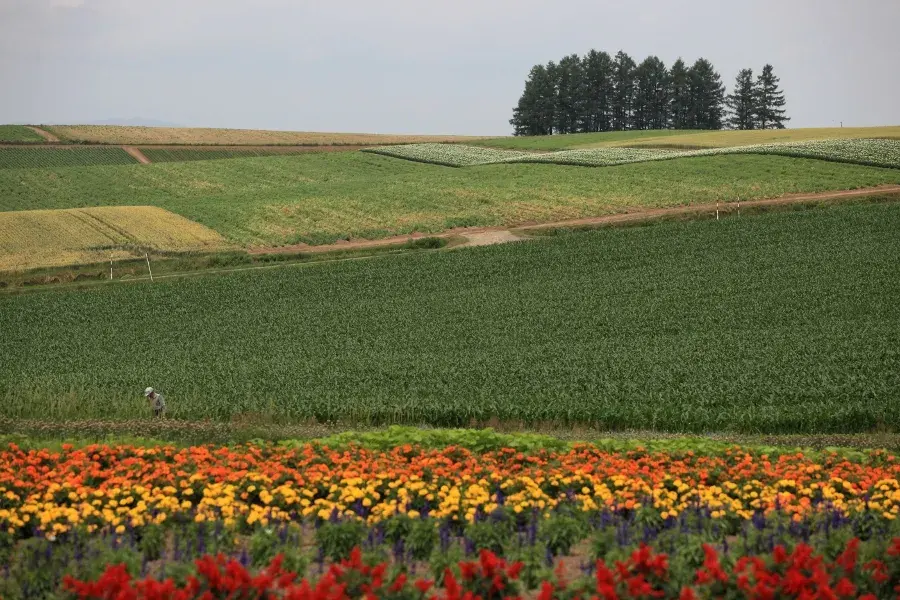 홋카이도 · Biei, Hokkaido 실제 풍경