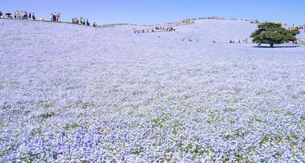 이바라키 · Hitachi Seaside Park 실제 풍경