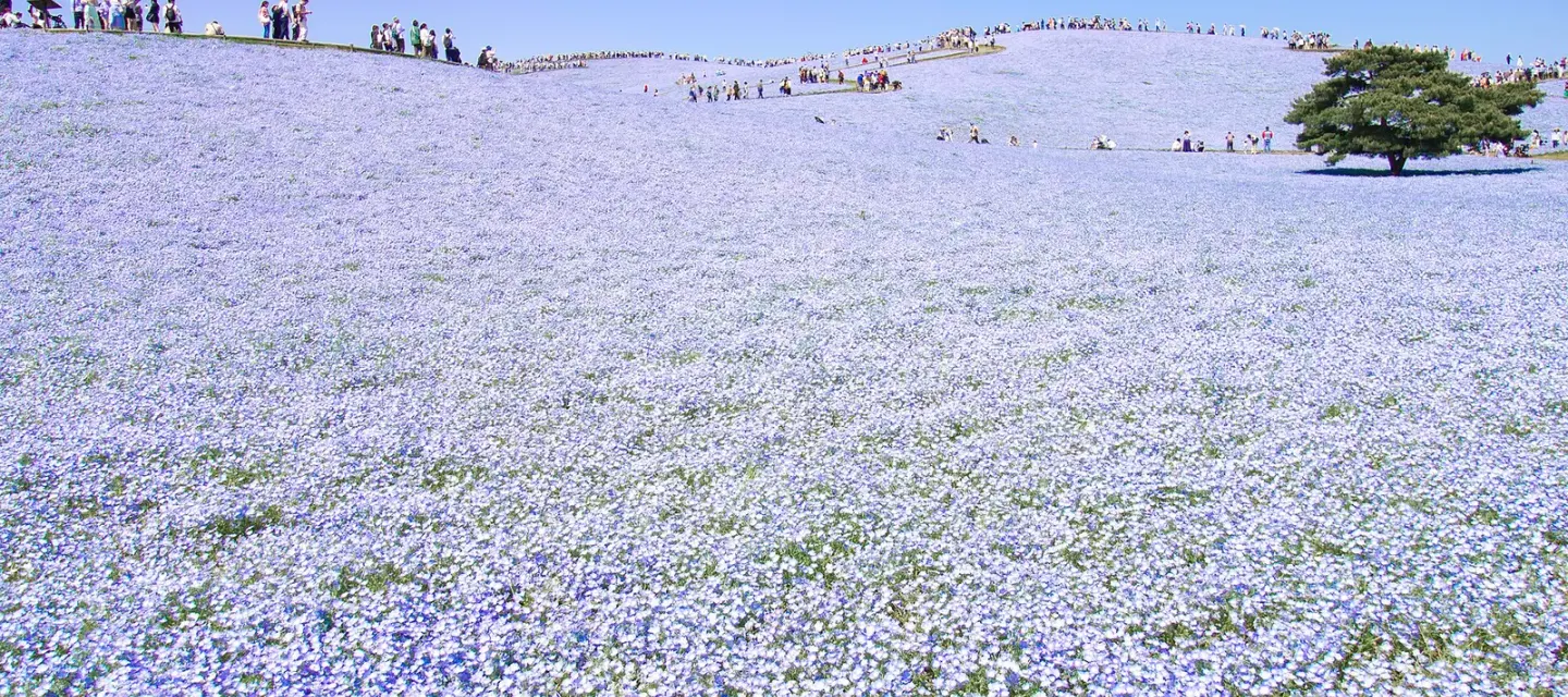 이바라키 · Hitachi Seaside Park 실제 풍경